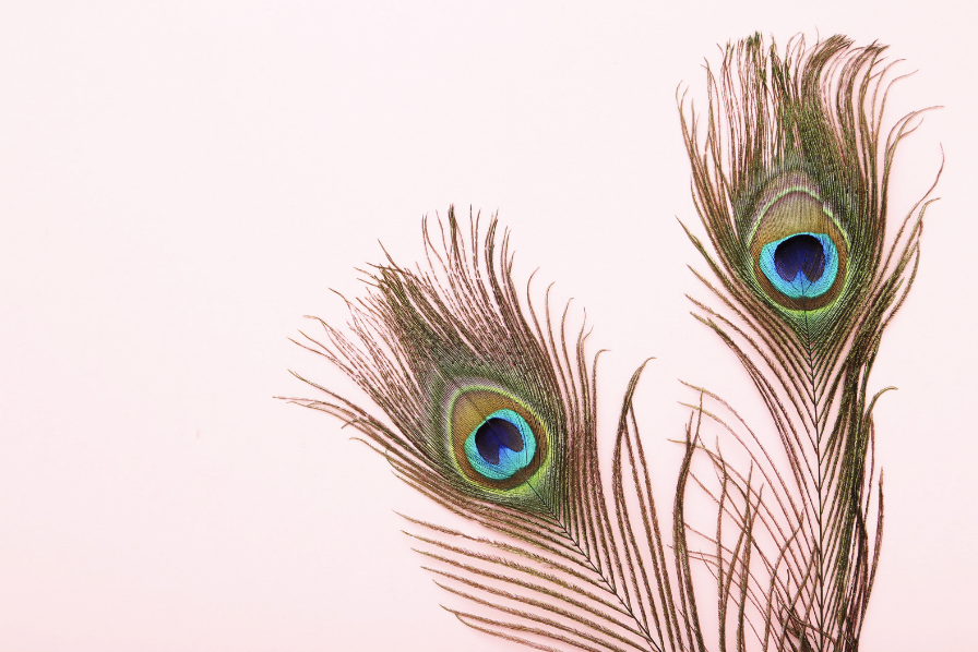 Tail spend management tips - image of peacock feather