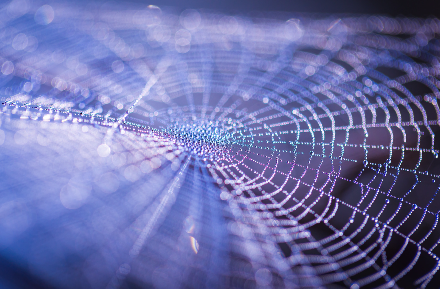 Reduce Maverick Spend - image close-up of a spiders web